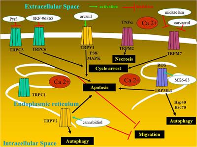 Transient Receptor Potential (TRP) Ion Channels Involved in Malignant Glioma Cell Death and Therapeutic Perspectives